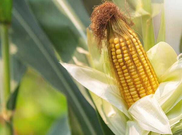 Cashew, Cotton, Groundnut, Maize and Sorghum Sector Wide Assessments in Botswana, Malawi, Mozambique and Zimbabwe under the IILD’s Trade Health Education and Microfinance Programme (THEMP), International Institute for Local Development – IILD (2017)