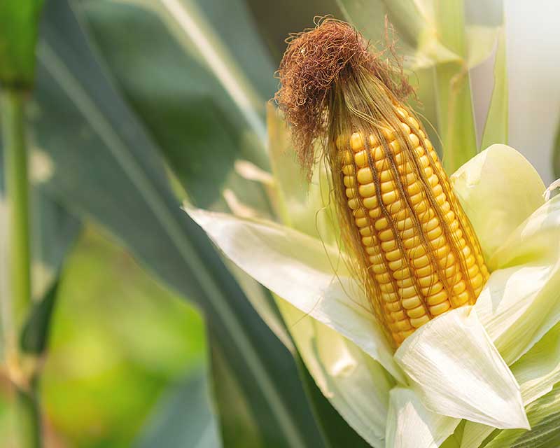 Cashew, Cotton, Groundnut, Maize and Sorghum Sector Wide Assessments in Botswana, Malawi, Mozambique and Zimbabwe under the IILD’s Trade Health Education and Microfinance Programme (THEMP), International Institute for Local Development – IILD (2017)